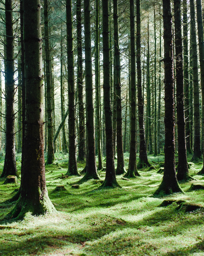 Pins dans une forêt avec des taches solaires