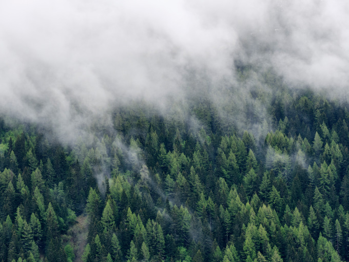 Nuage à la dérive sur la forêt de montagne